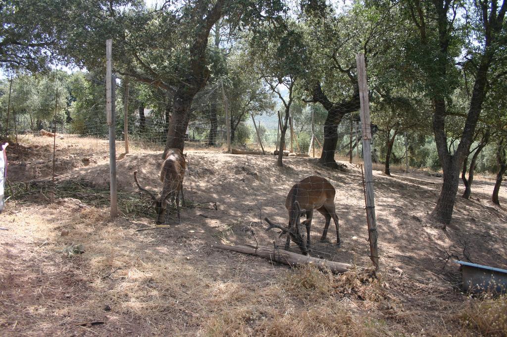 Casas Rurales La Loma Del Carrascal オルノス エクステリア 写真