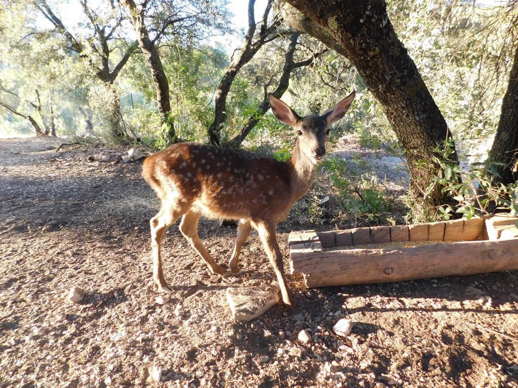 Casas Rurales La Loma Del Carrascal オルノス エクステリア 写真