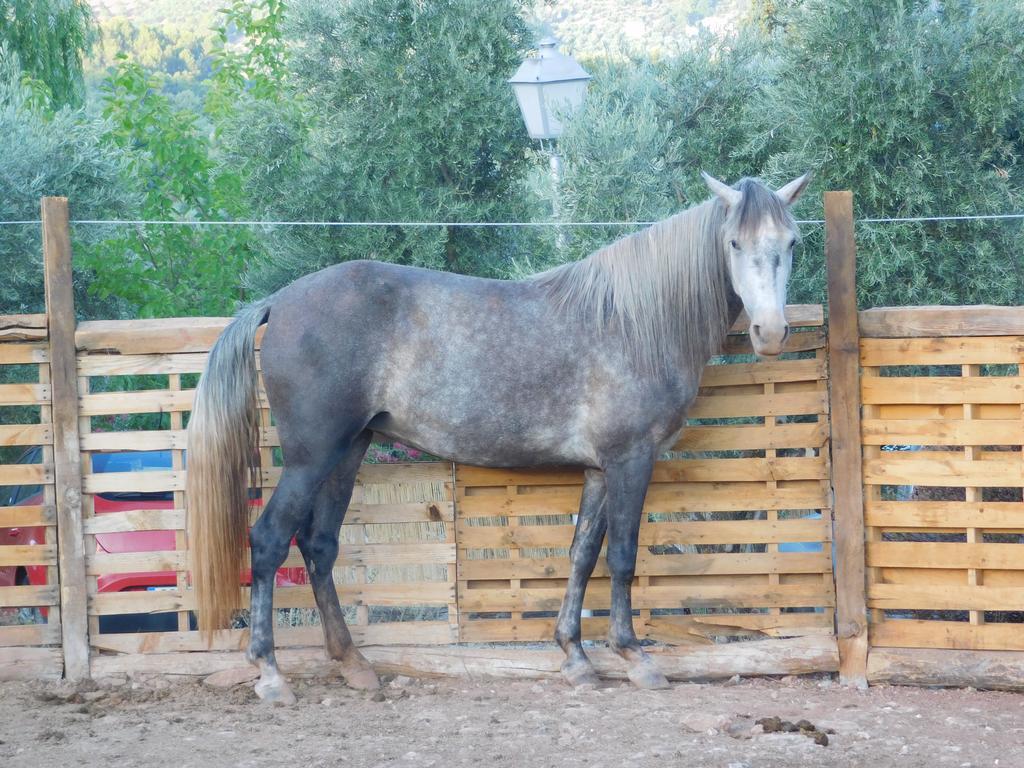 Casas Rurales La Loma Del Carrascal オルノス エクステリア 写真