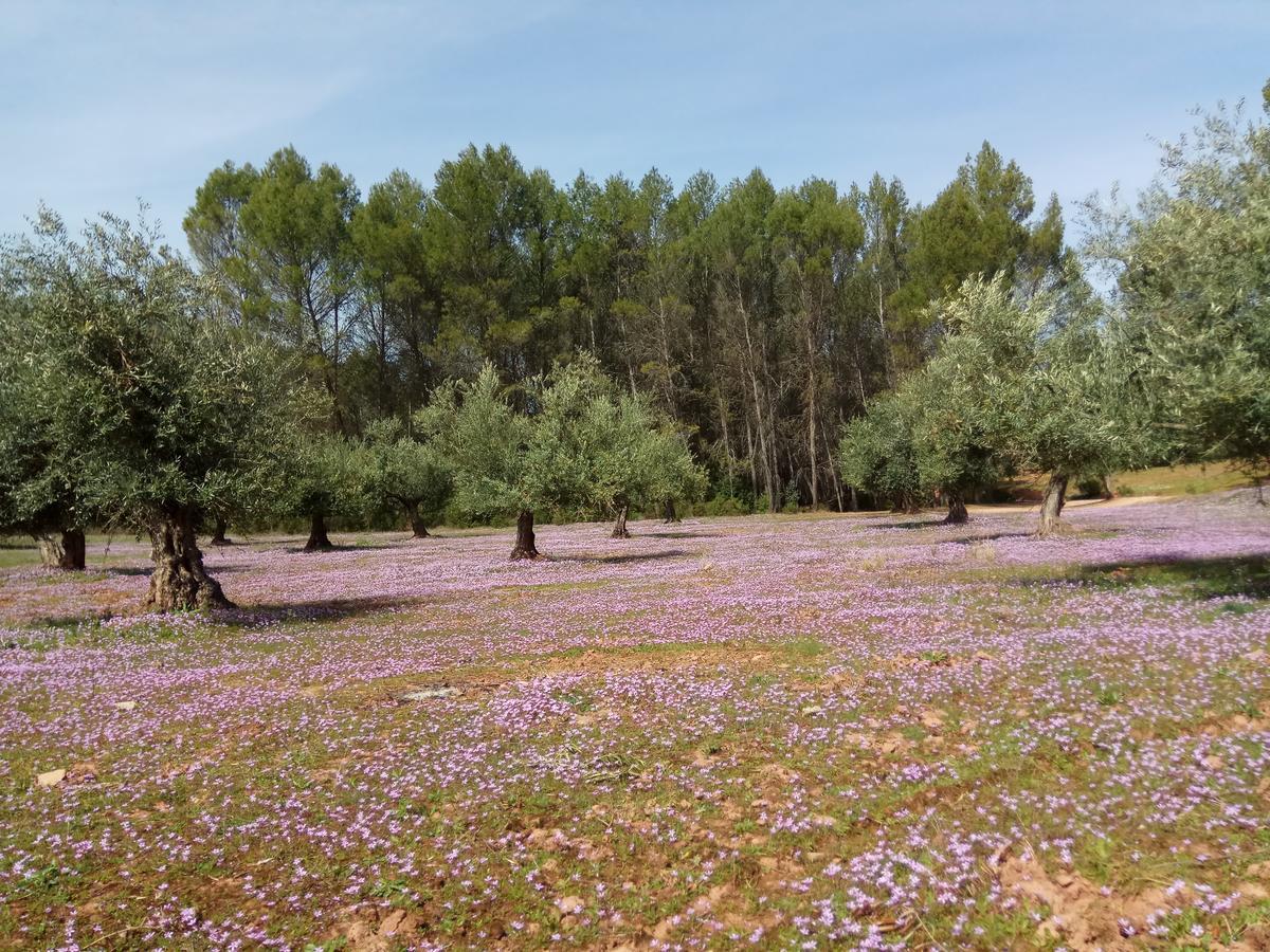 Casas Rurales La Loma Del Carrascal オルノス エクステリア 写真